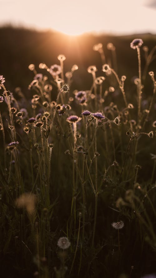 Photos gratuites de ambiance d'été, aube, bokeh