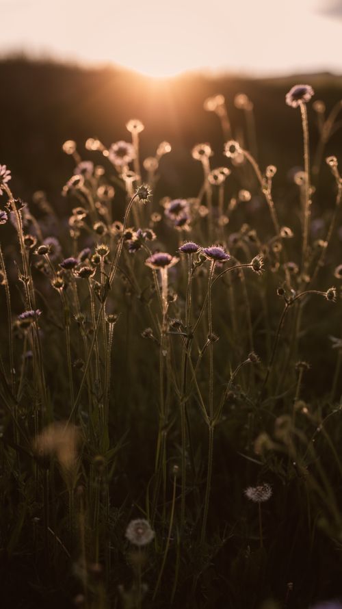 Free Serene wildflowers backlit by sunset in a tranquil meadow, capturing nature's beauty. Stock Photo