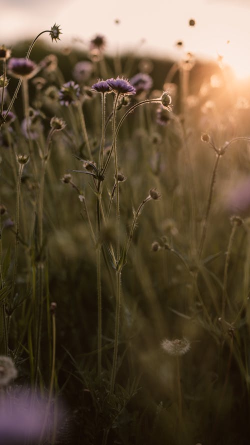 A field of flowers with the sun setting in the background