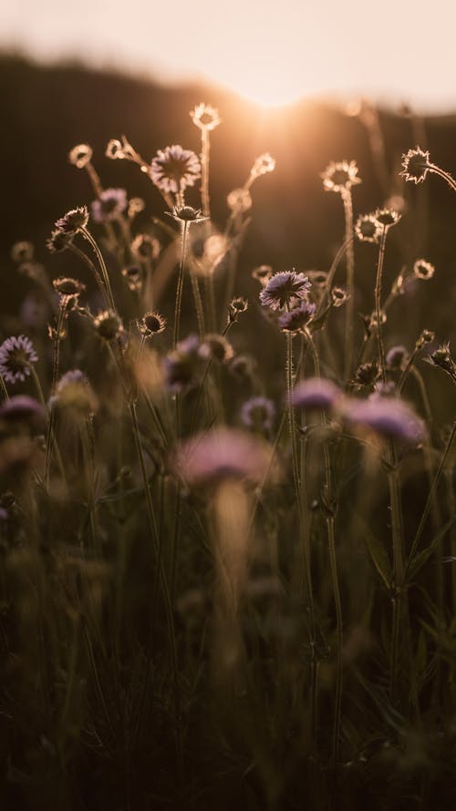 Foto d'estoc gratuïta de a l'aire lliure, alba, bokeh