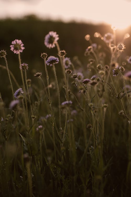 natureworld, 乾草地, 垂直的花园 的 免费素材图片