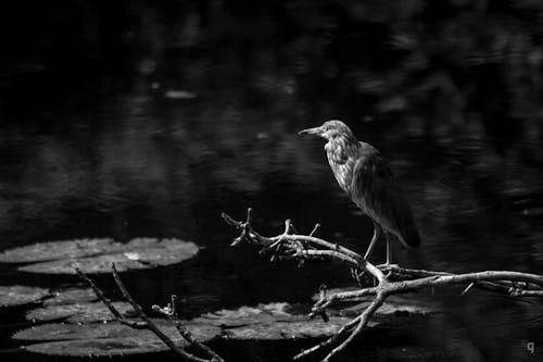 Free stock photo of pond heron