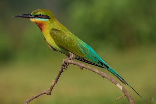 Free stock photo of blue tailed bee eater