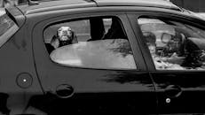 A dog is sitting in the back seat of a car