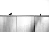Two birds perched on top of a fence