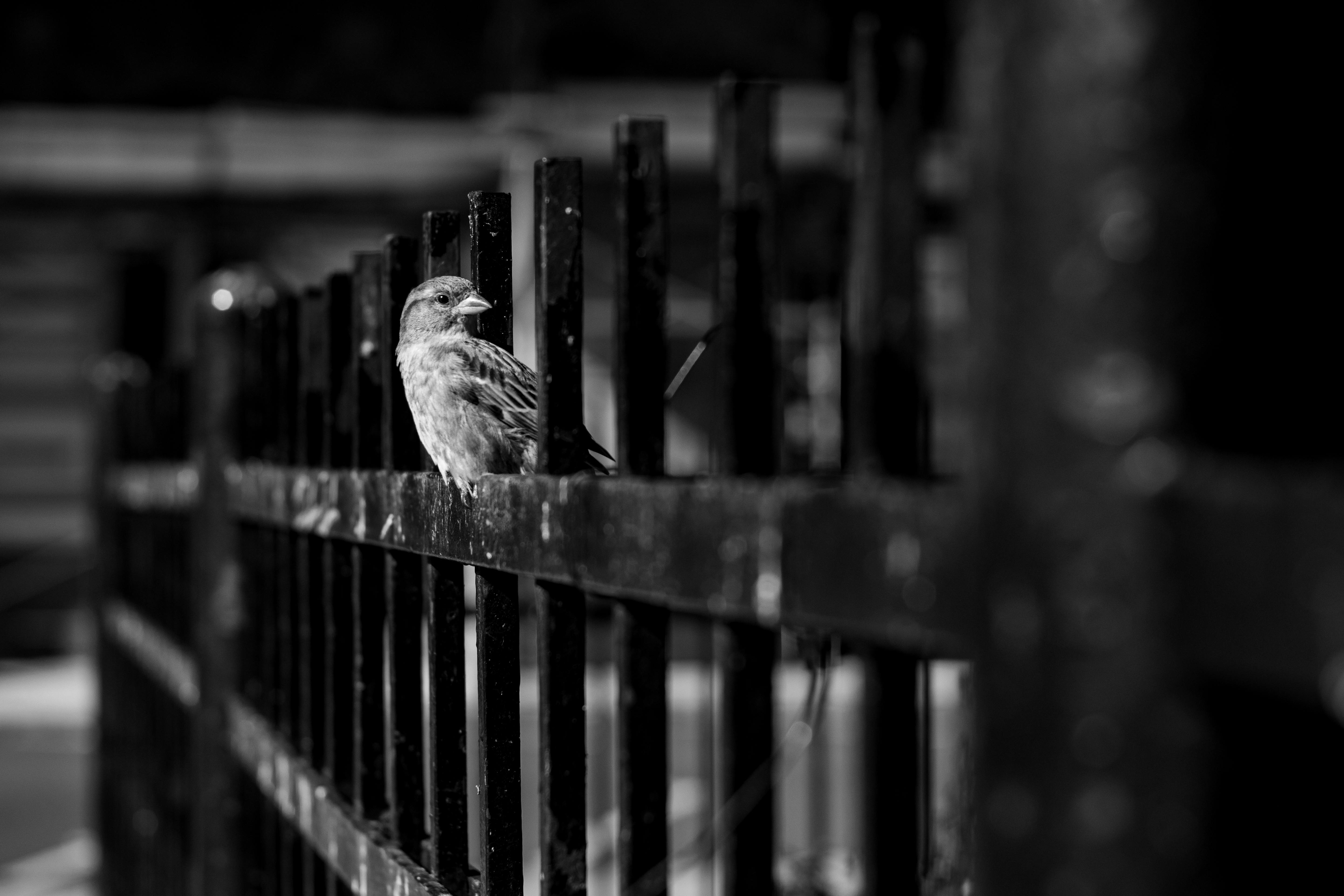 free-stock-photos-royalty-free-stock-images-copyright-free-pictures