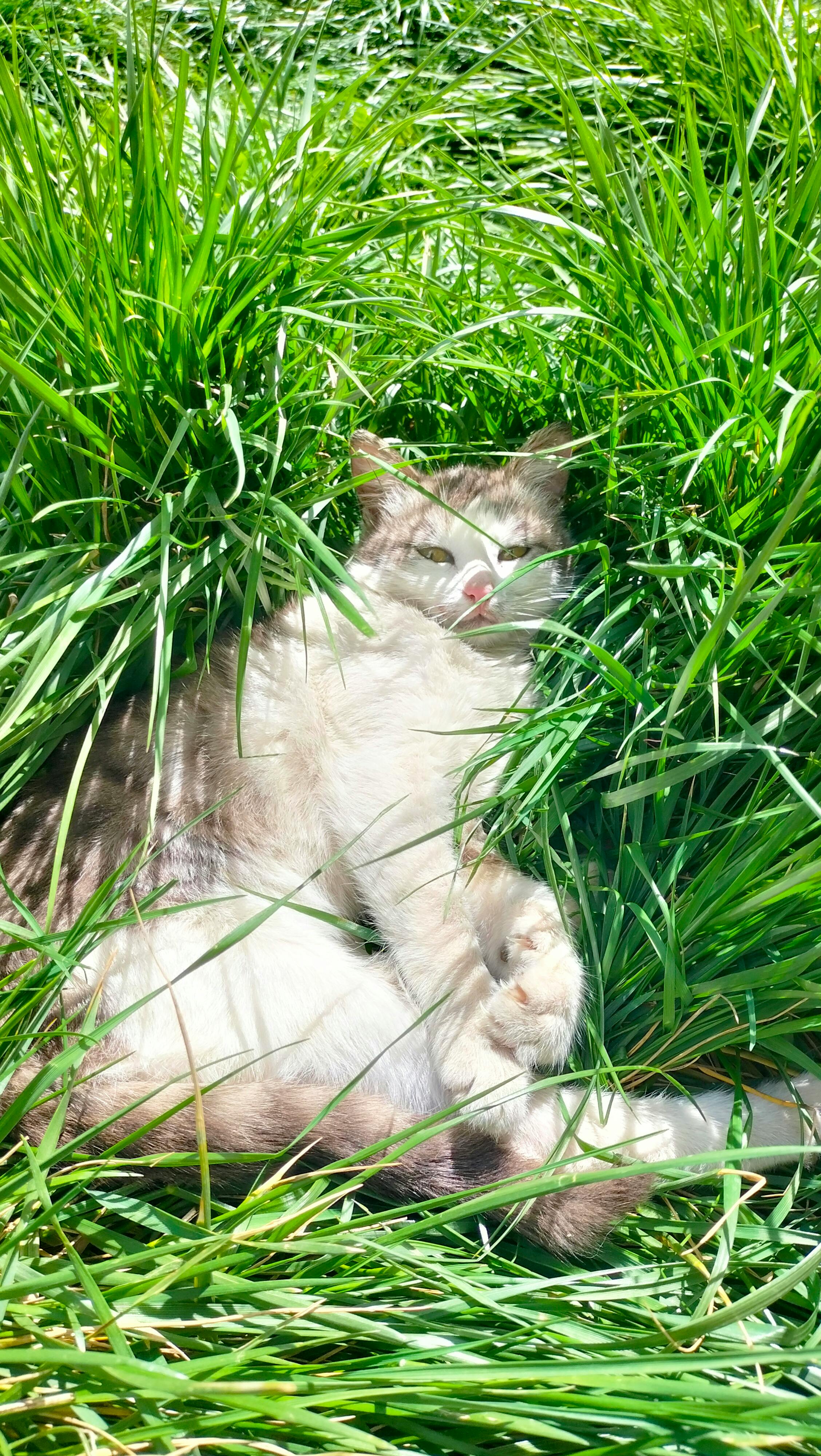 Miễn phí Ảnh lưu trữ miễn phí về ánh sáng mặt trời, ánh sáng tự nhiên, bãi cỏ Ảnh lưu trữ