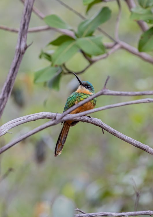 A colorful bird perched on a branch in the forest