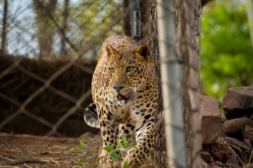 Leopard Inside Cage