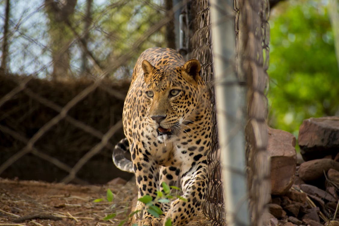 Free Leopard Inside Cage Stock Photo