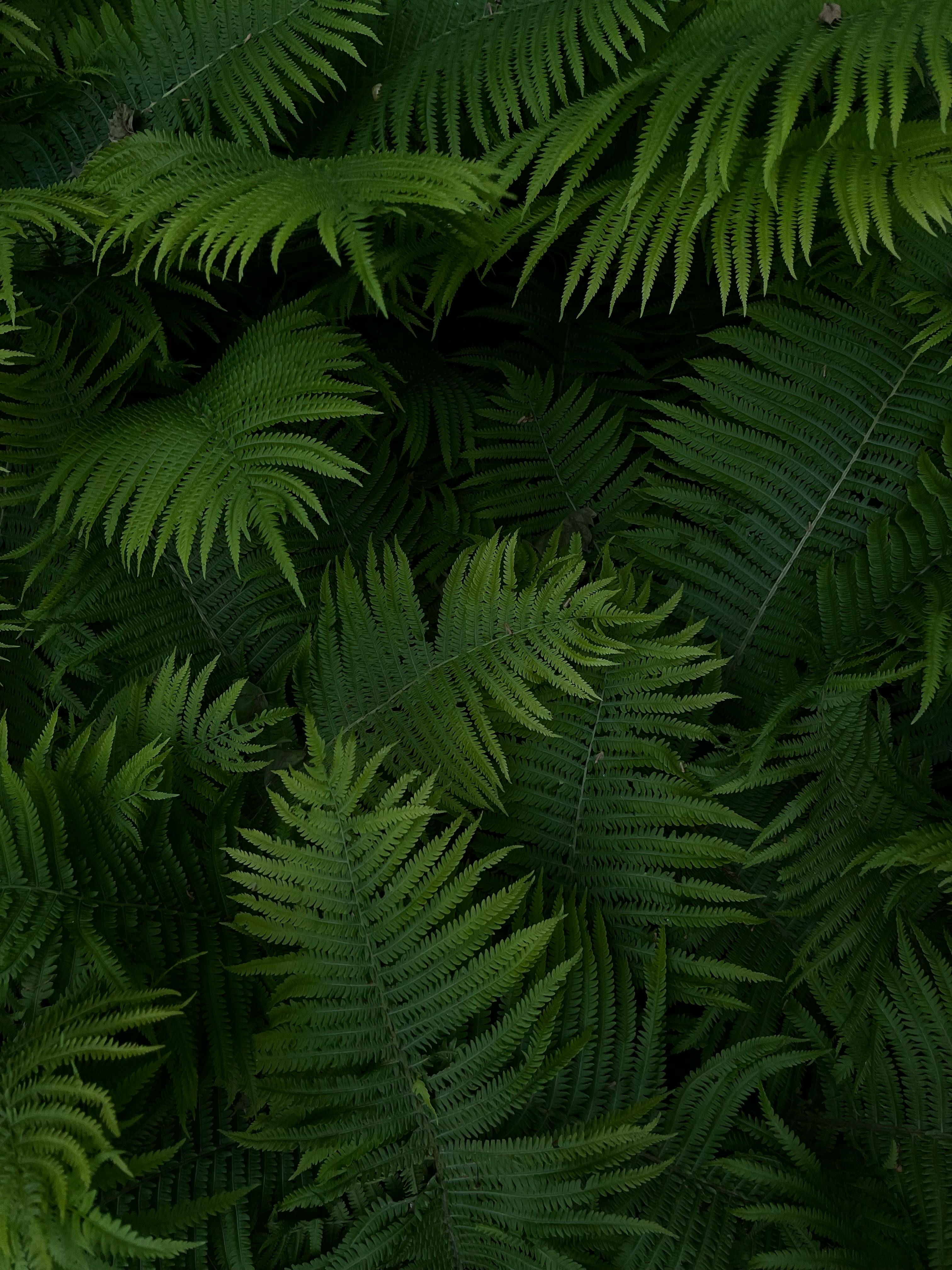 A detailed close-up of vibrant fern leaves showcasing nature's lush green beauty.