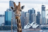 Sydney opera house giraffe