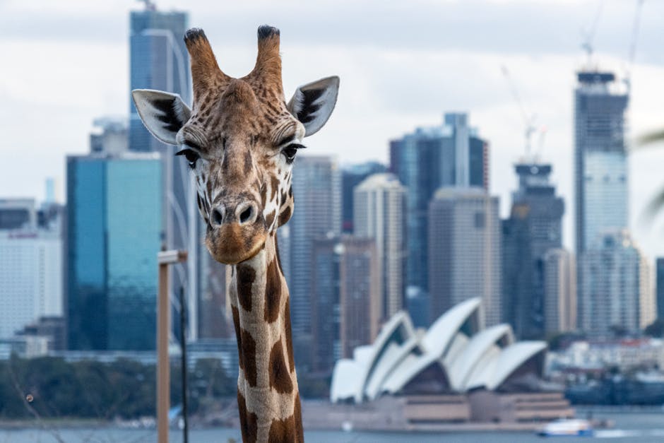 Cheap Flights to Sydney Opera House – Best Airlines & Deals - Featured Image