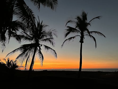 オレンジ色の空, ヤシの木, 太平洋の無料の写真素材