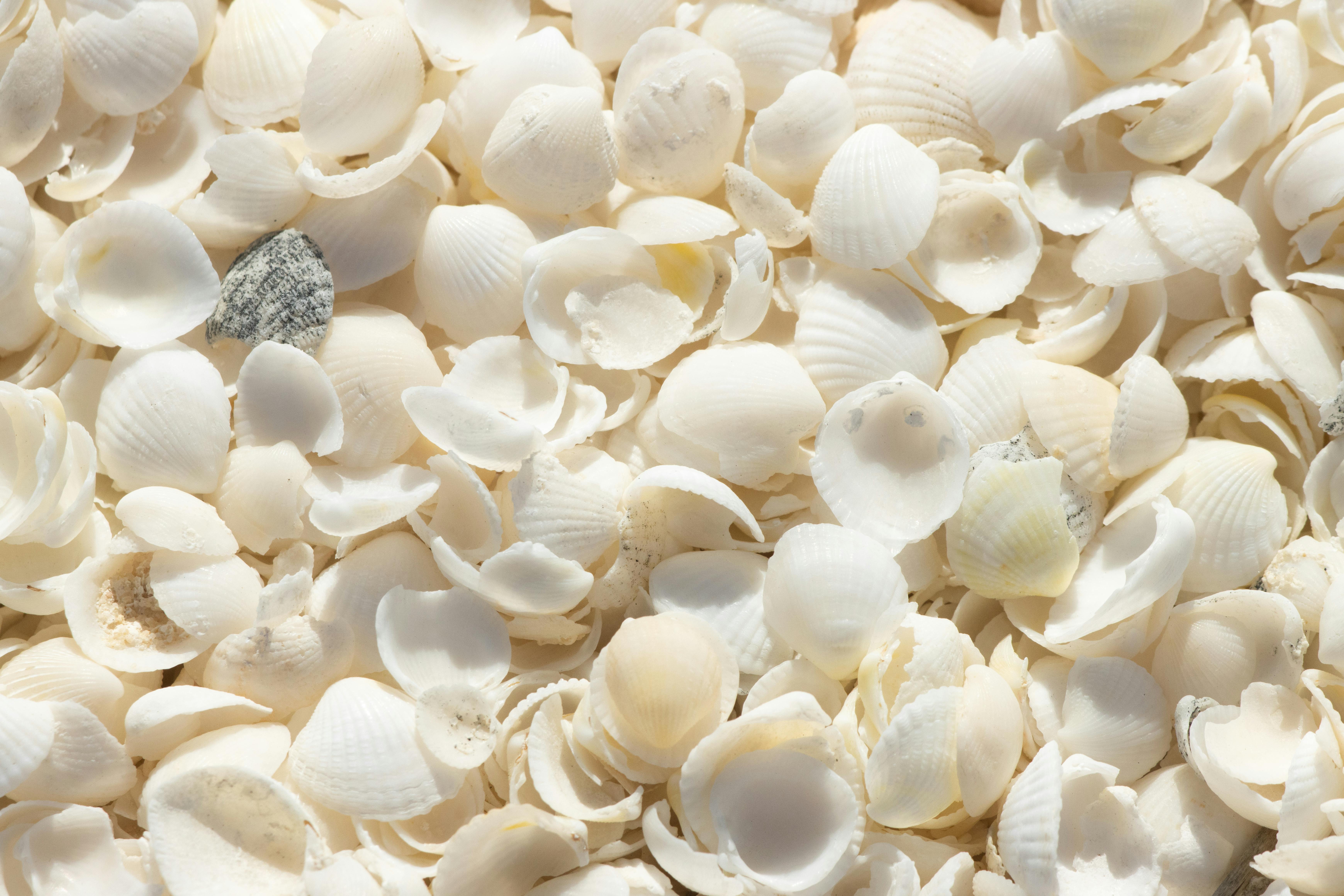 Close-up of white seashells creating a delicate beach pattern at Shark Bay, Australia.