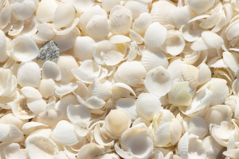 Wite Shells Close-up Photography of White Shells · Free Stock Photo