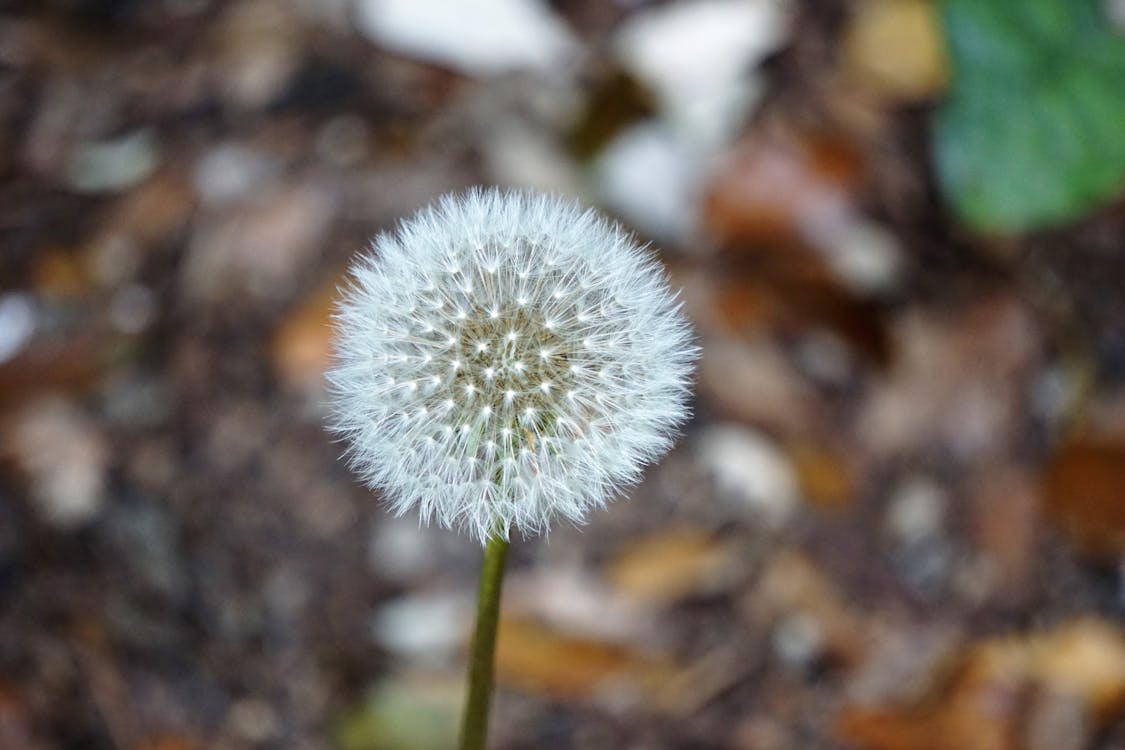 Gratis lagerfoto af blomst, blomstrende, delikat