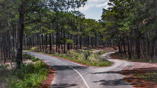 Imagine de stoc gratuită din aventură de pădure, curbe, în pădure