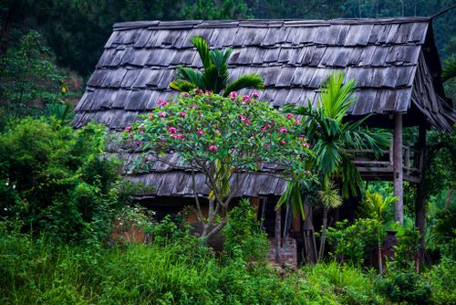 Free Charming rustic wooden hut surrounded by lush greenery and vibrant tropical plants. Stock Photo