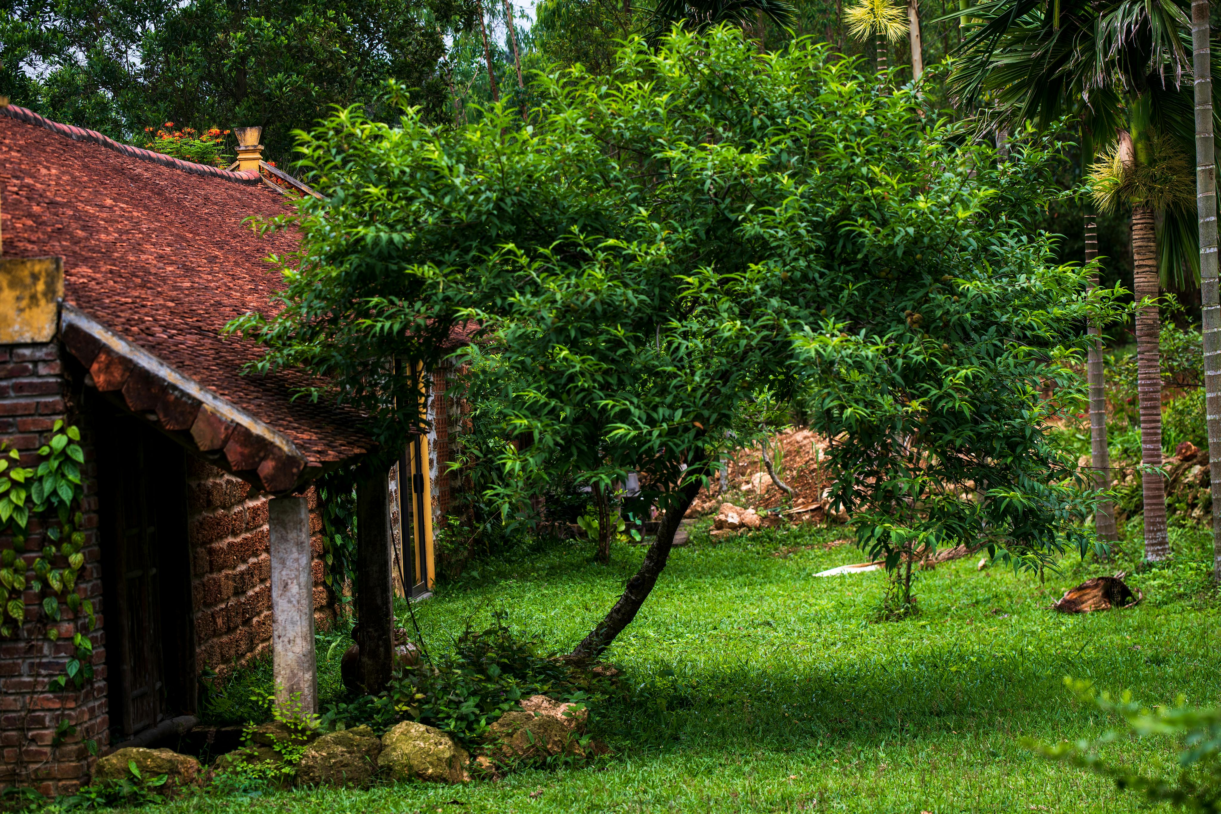 Quaint country house with red tiled roof surrounded by lush trees and a green yard.