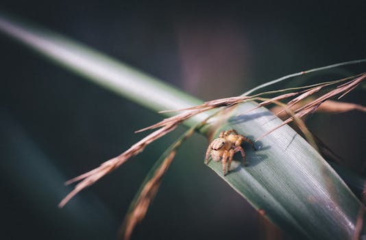 微距拍摄了一只栖息在干枯树叶间绿叶上的微小蜘蛛，细节清晰可见