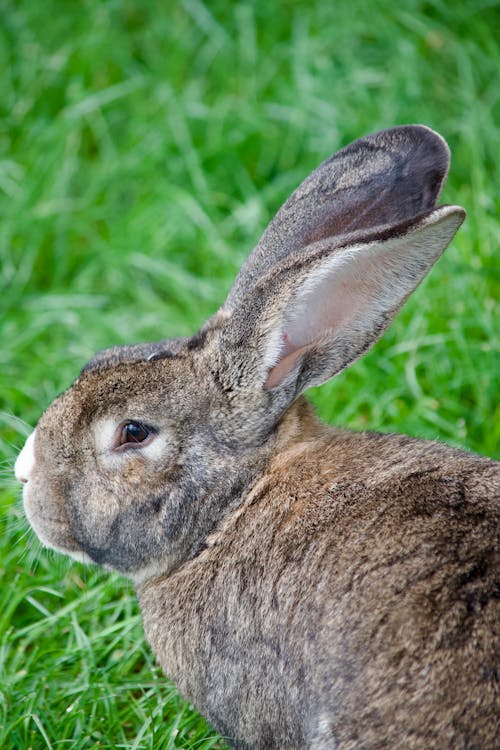 Gratis lagerfoto af bunny ører, dunet, dyr