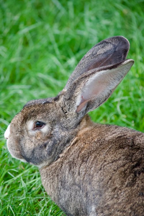 Free Close-up portrait of a European rabbit resting in a grassy meadow, highlighting its natural habitat. Stock Photo