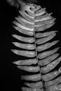 A black and white photo of a fern leaf