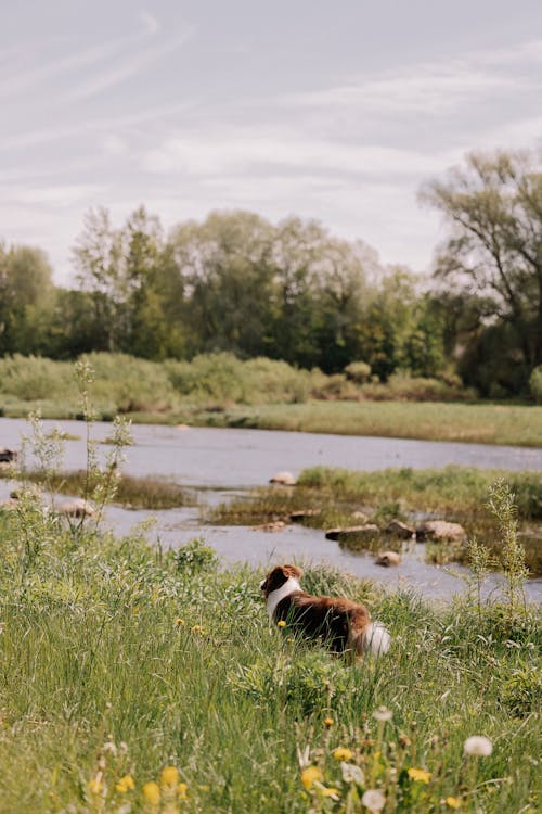 A dog is sitting on the grass near a river