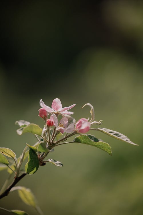 A small pink flower on a branch with blurry background