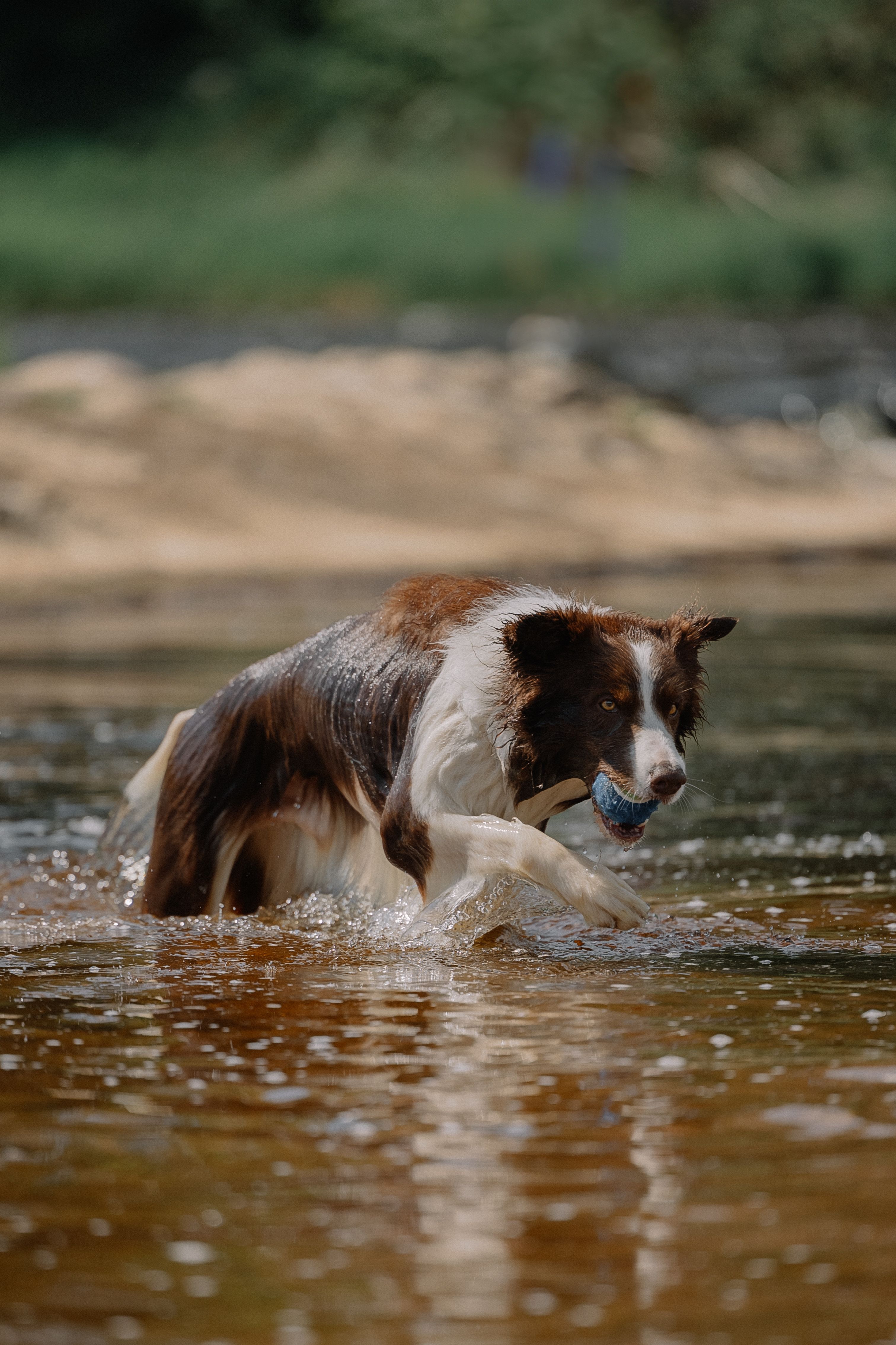 Wet Dog Wading in Rive with Ball in Mouth · Free Stock Photo