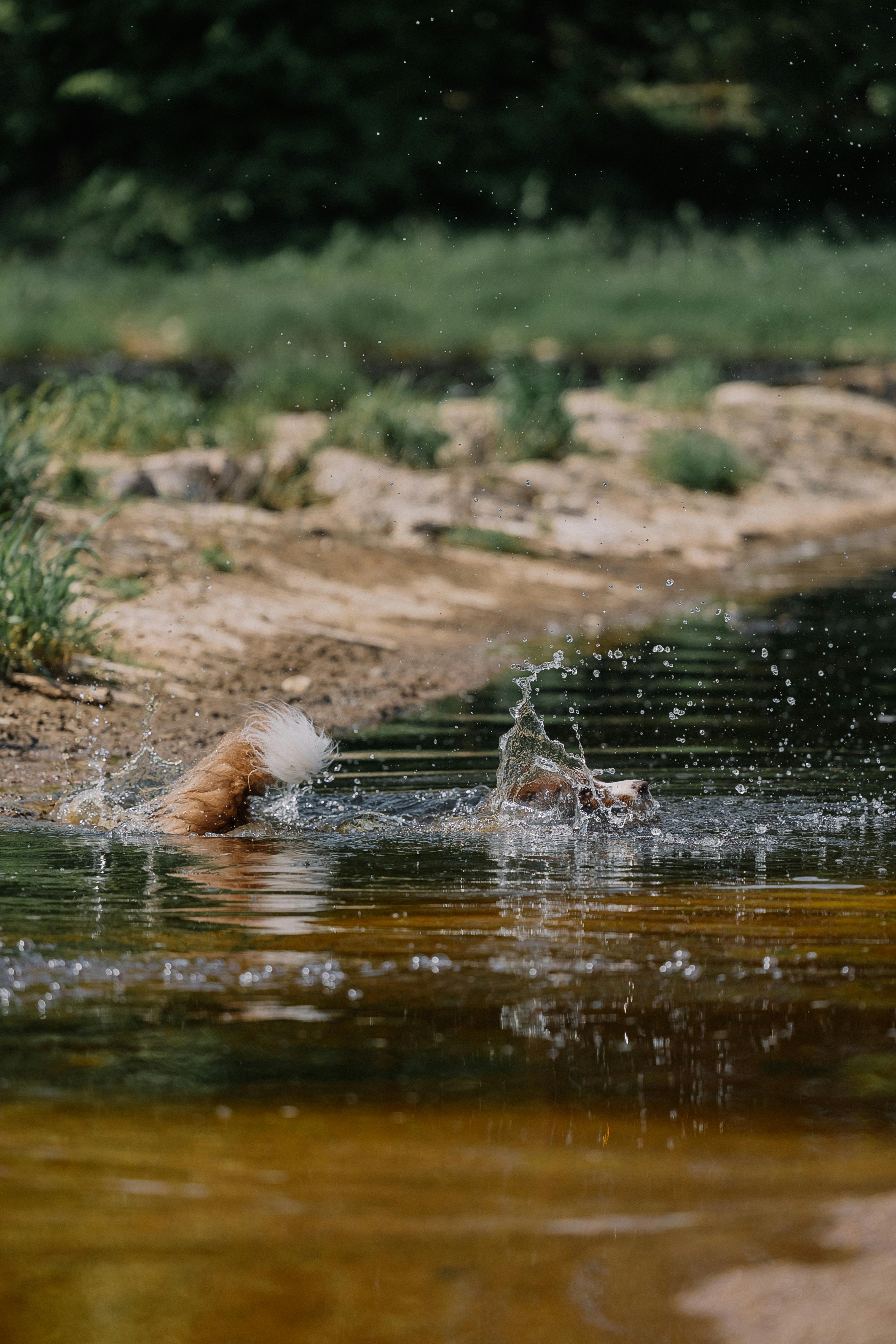 Free A dog splashes in a rural lake, captured in a serene natural setting. Stock Photo