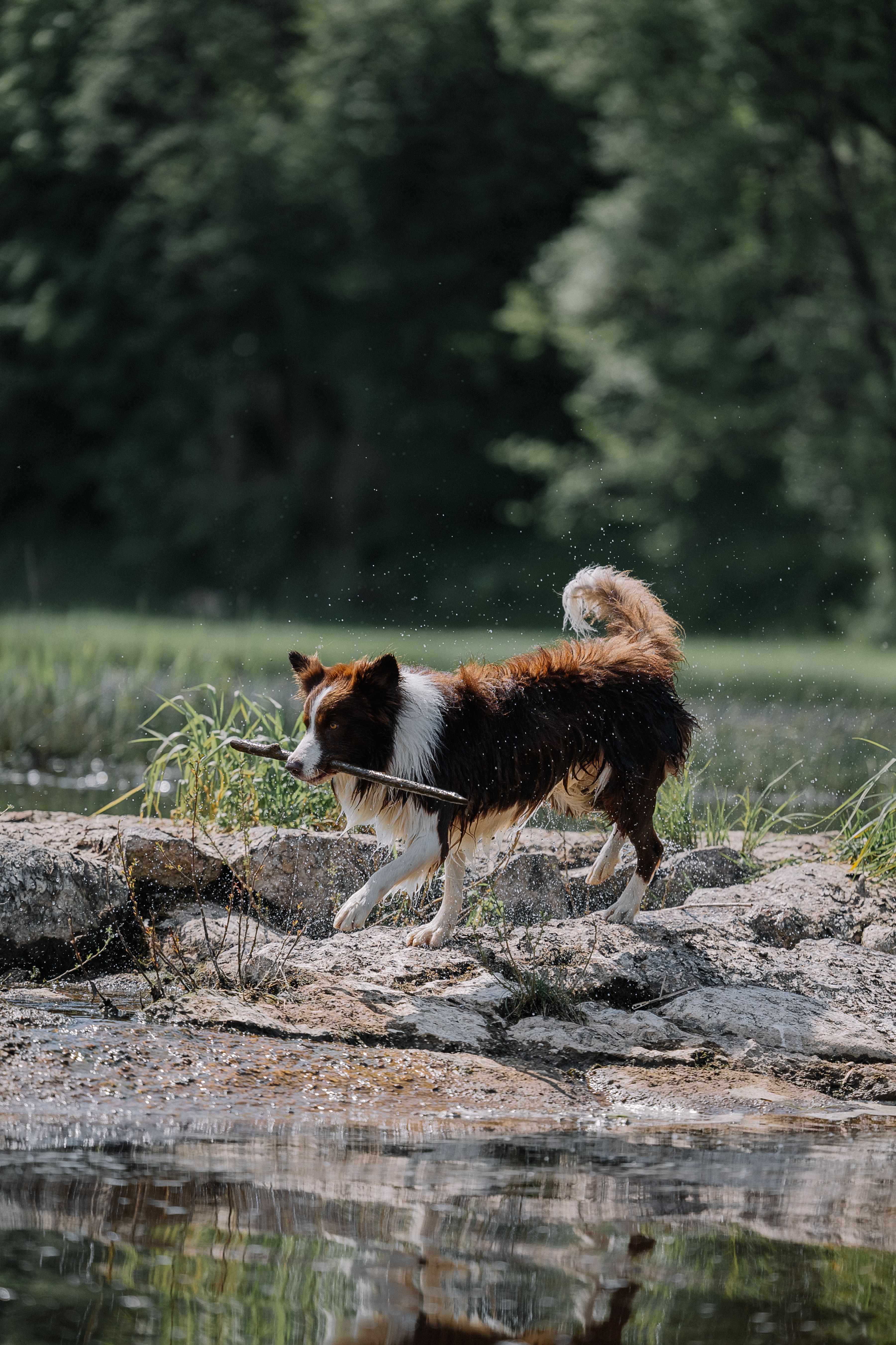 Dog Variety Photos, Download The BEST Free Dog Variety Stock Photos ...