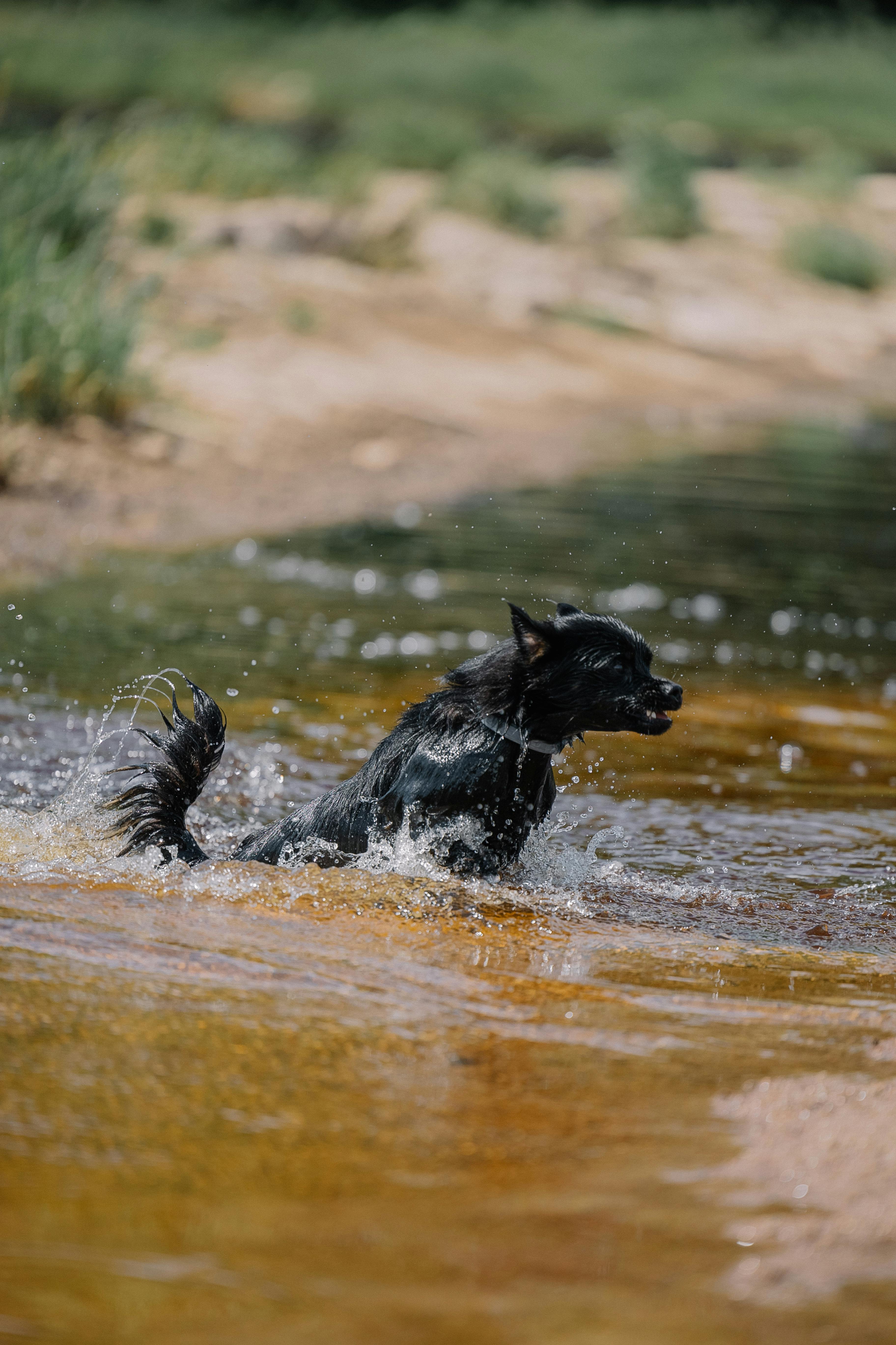 Why Do Dogs Have Wet Noses? Discover The Fascinating Reasons! 7 Why Do Puppies Have Wet Noses? Understanding Canine Development and Health