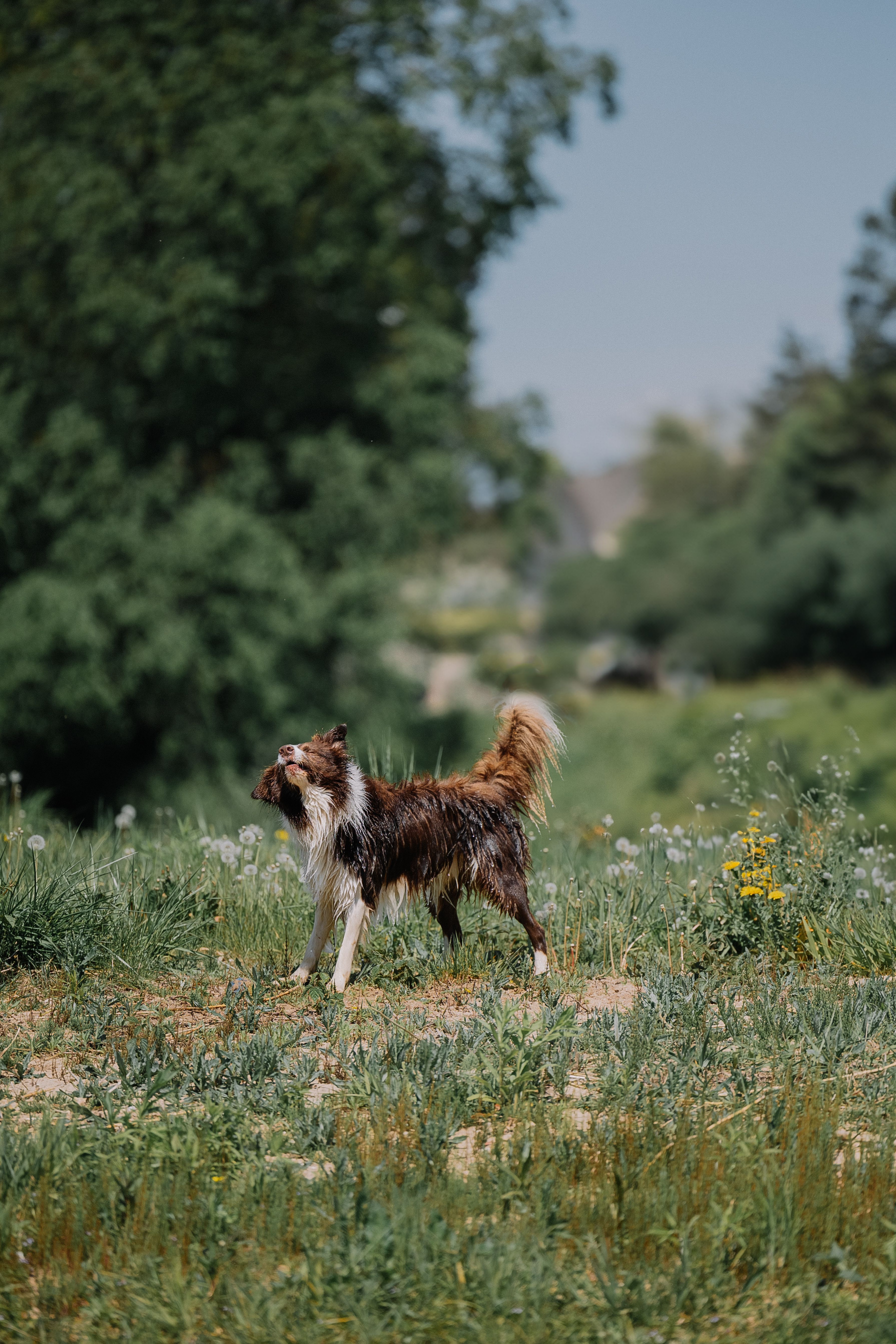 Wet Dog Standing on Meadow · Free Stock Photo