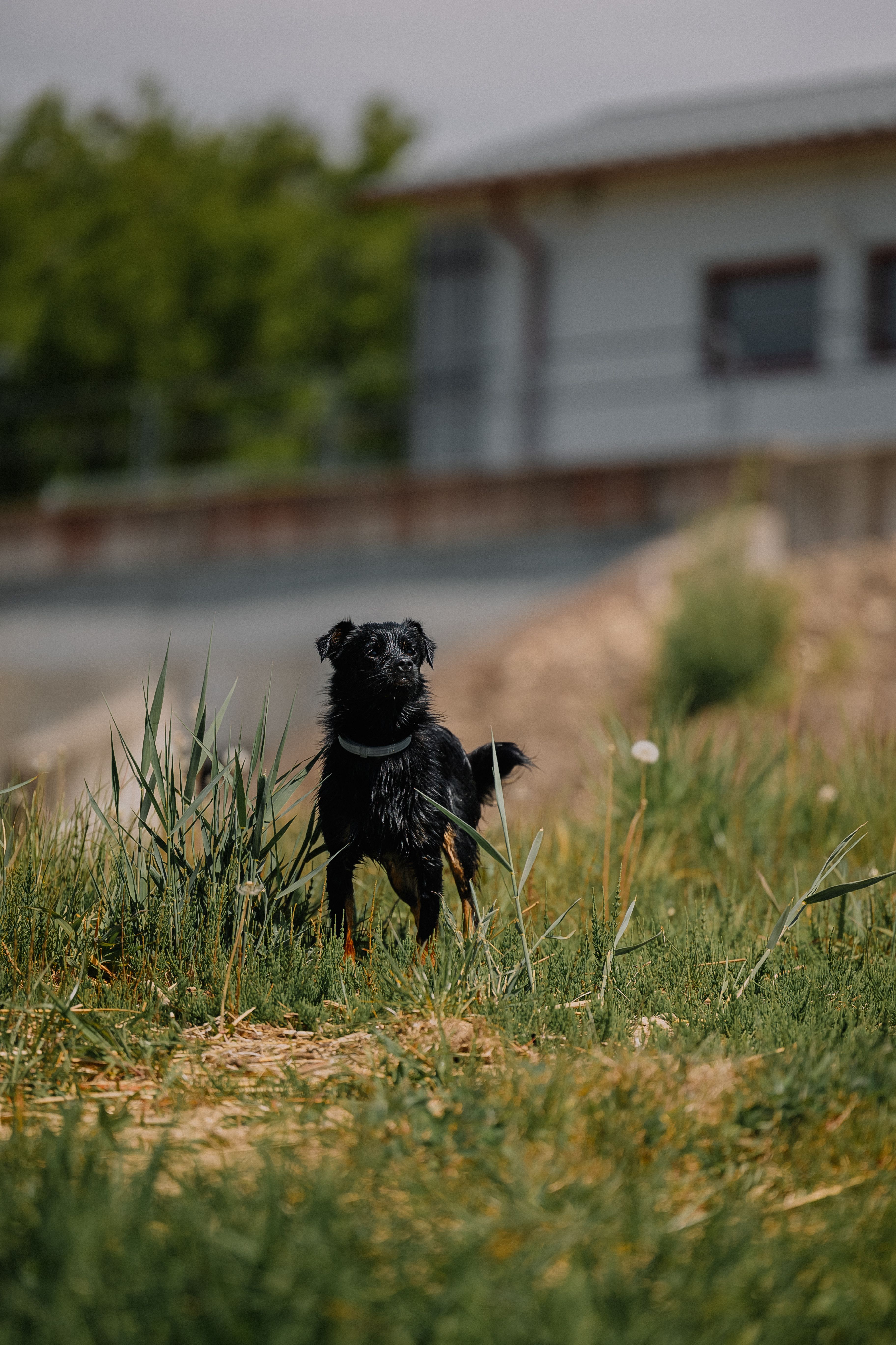 A black dog stands alert in a grassy meadow under clear skies, near a building.