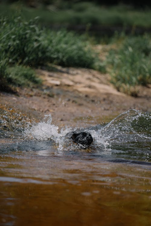 Foto profissional grátis de ação, água, animais selvagens
