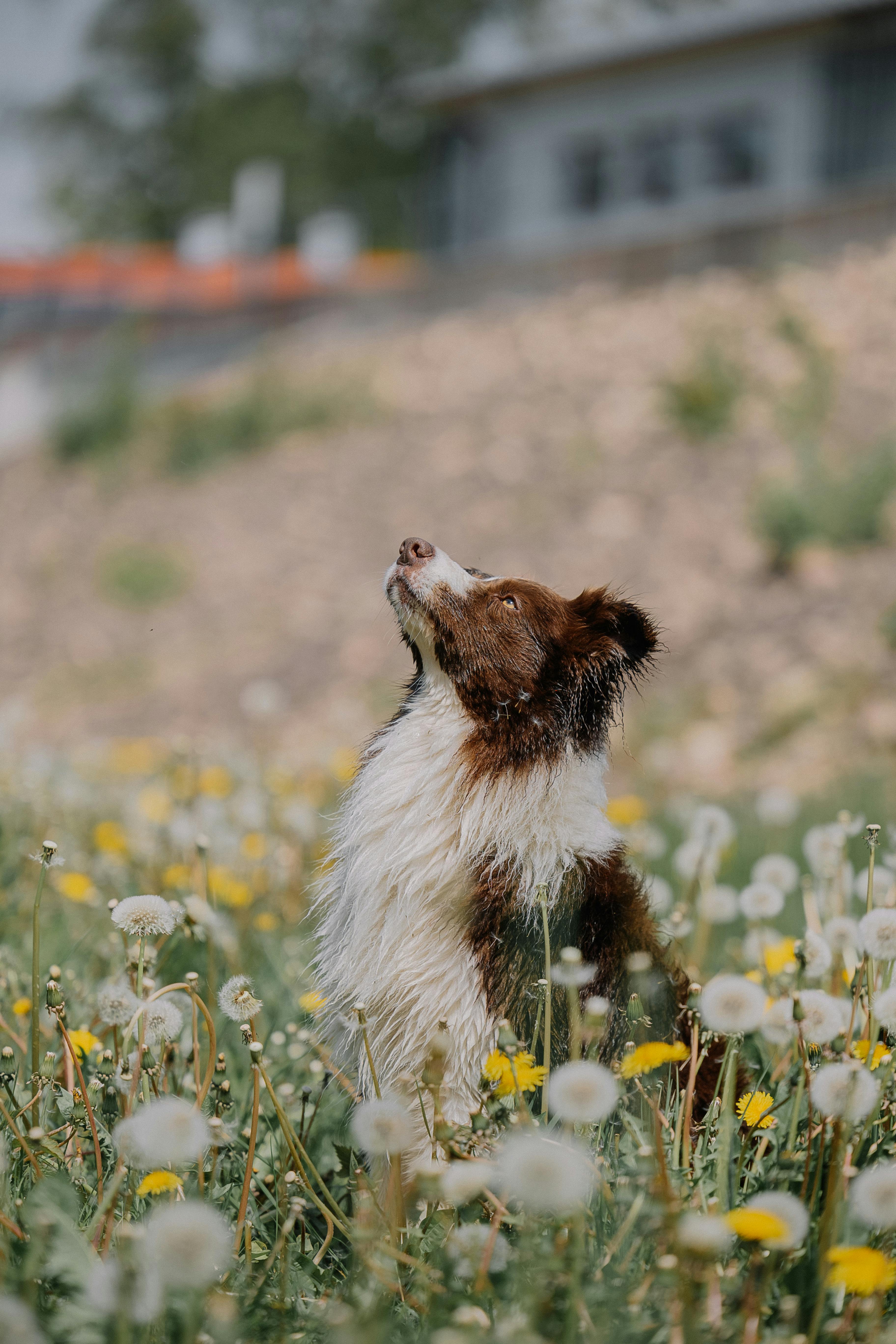 a border collie dog standing on a meadow with flowers