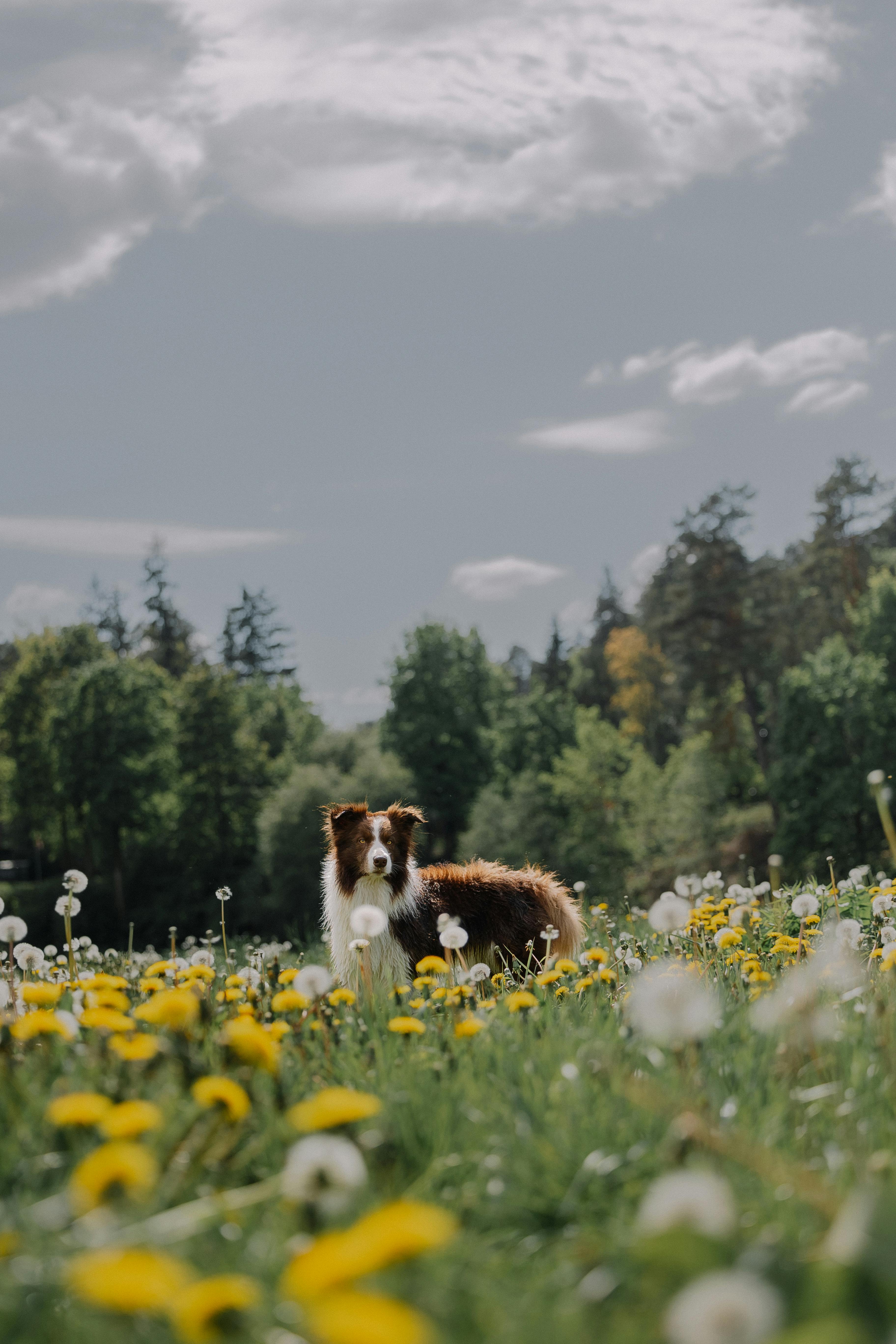 A Border Collie stands in a lush field of spring dandelions under a cloudy sky.