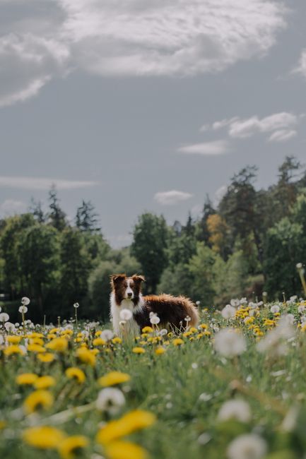 A Border Collie stands in a lush field of spring dandelions under a cloudy sky.