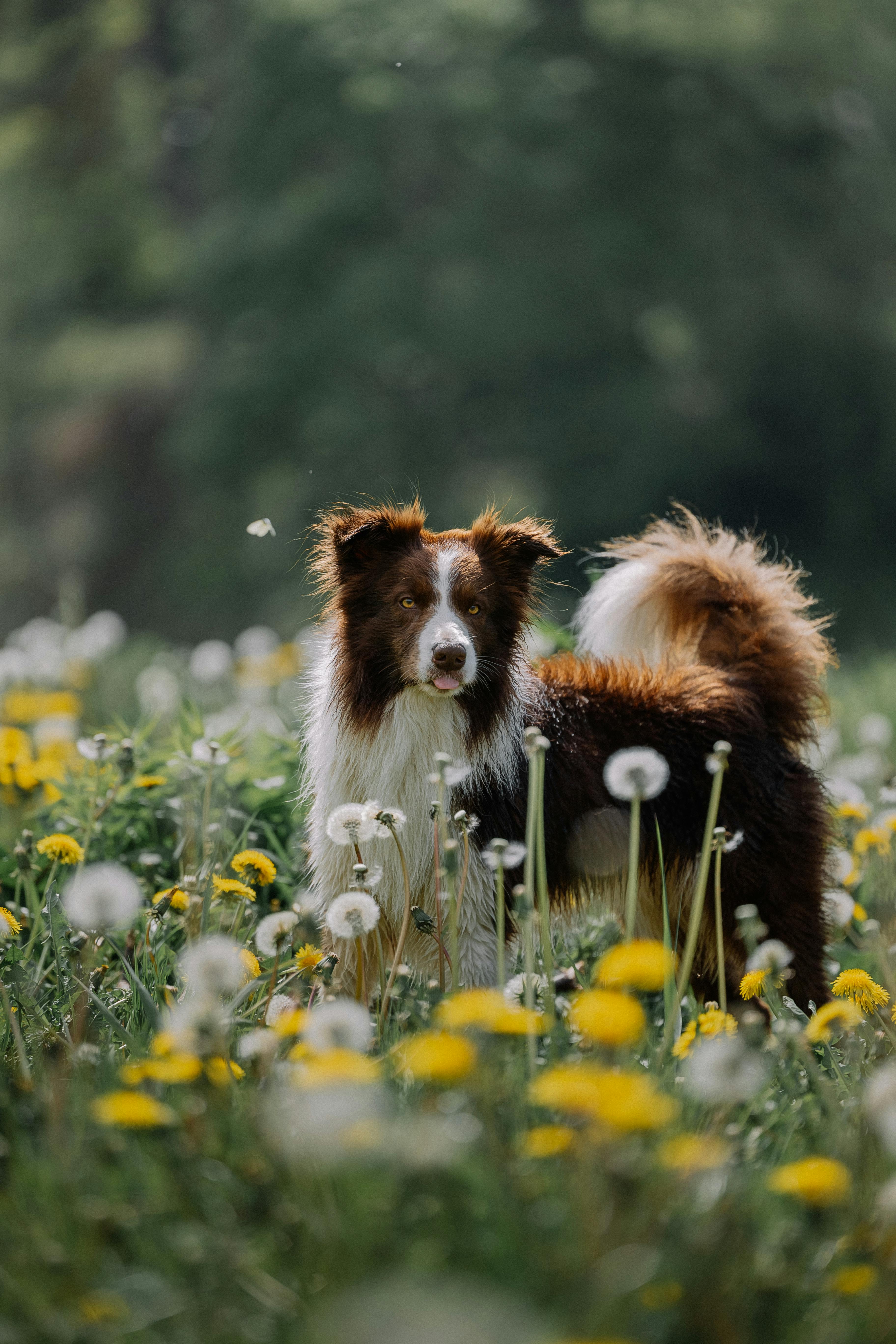 a border collie dog standing on a meadow with flowers