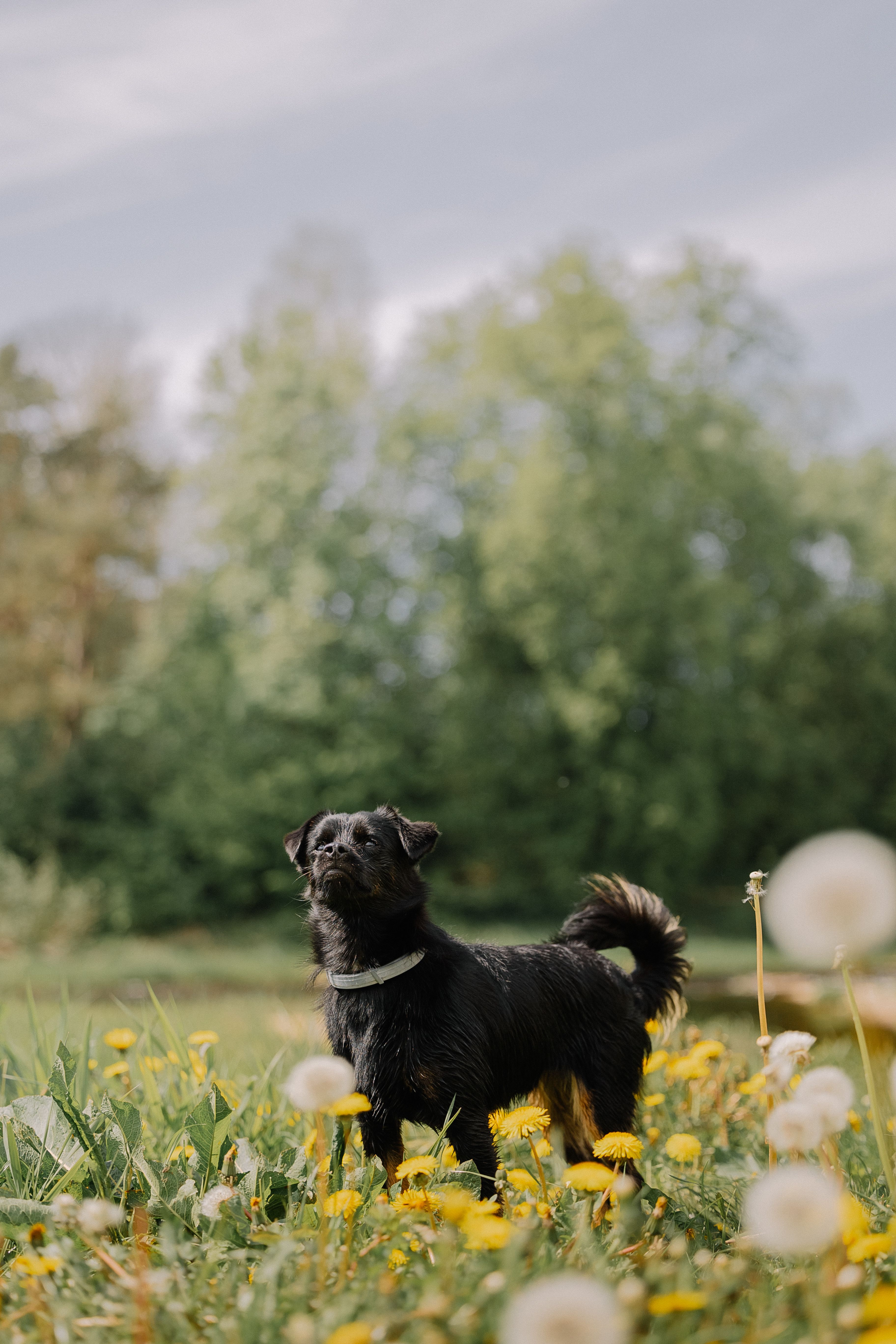 A black dog standing in a field of dandelions · Free Stock Photo