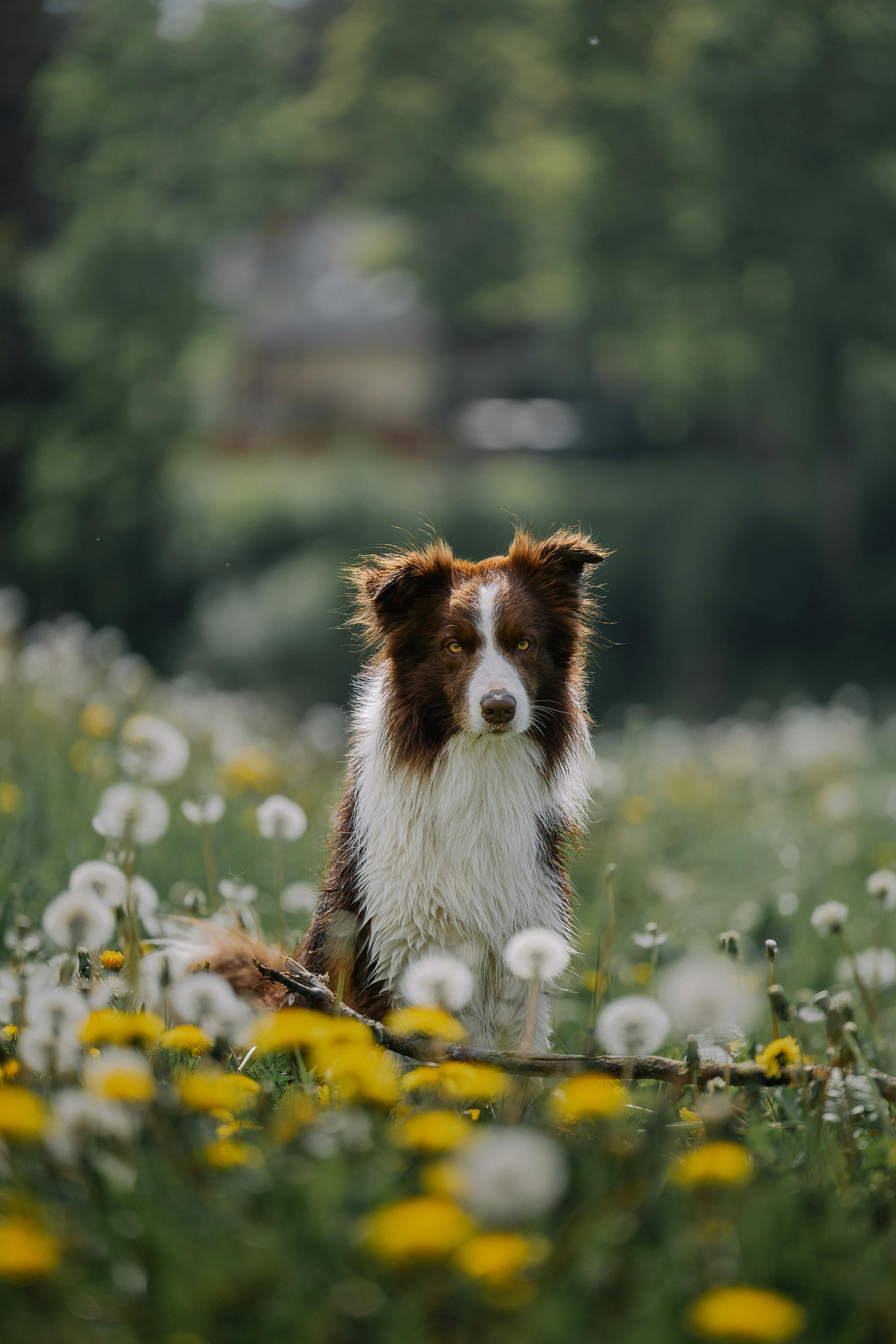 a border collie dog standing on a meadow with flowers