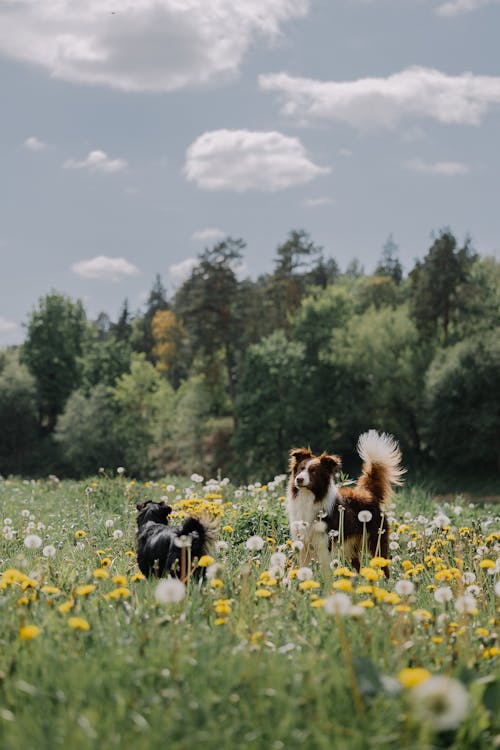 개, 건초지, 경치의 무료 스톡 사진