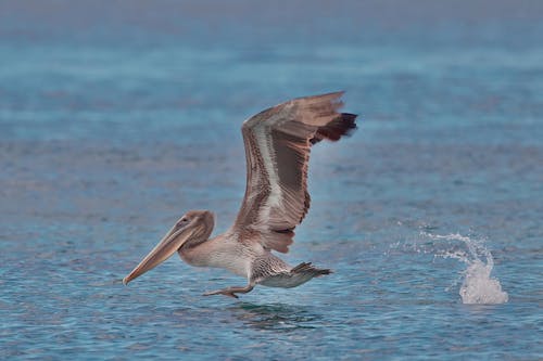 Kostnadsfri bild av azurblå vatten, brun pelikan, djur