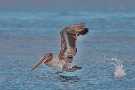 Dynamic photo of a Brown Pelican taking flight over clear blue ocean waters, showcasing its wingspan.