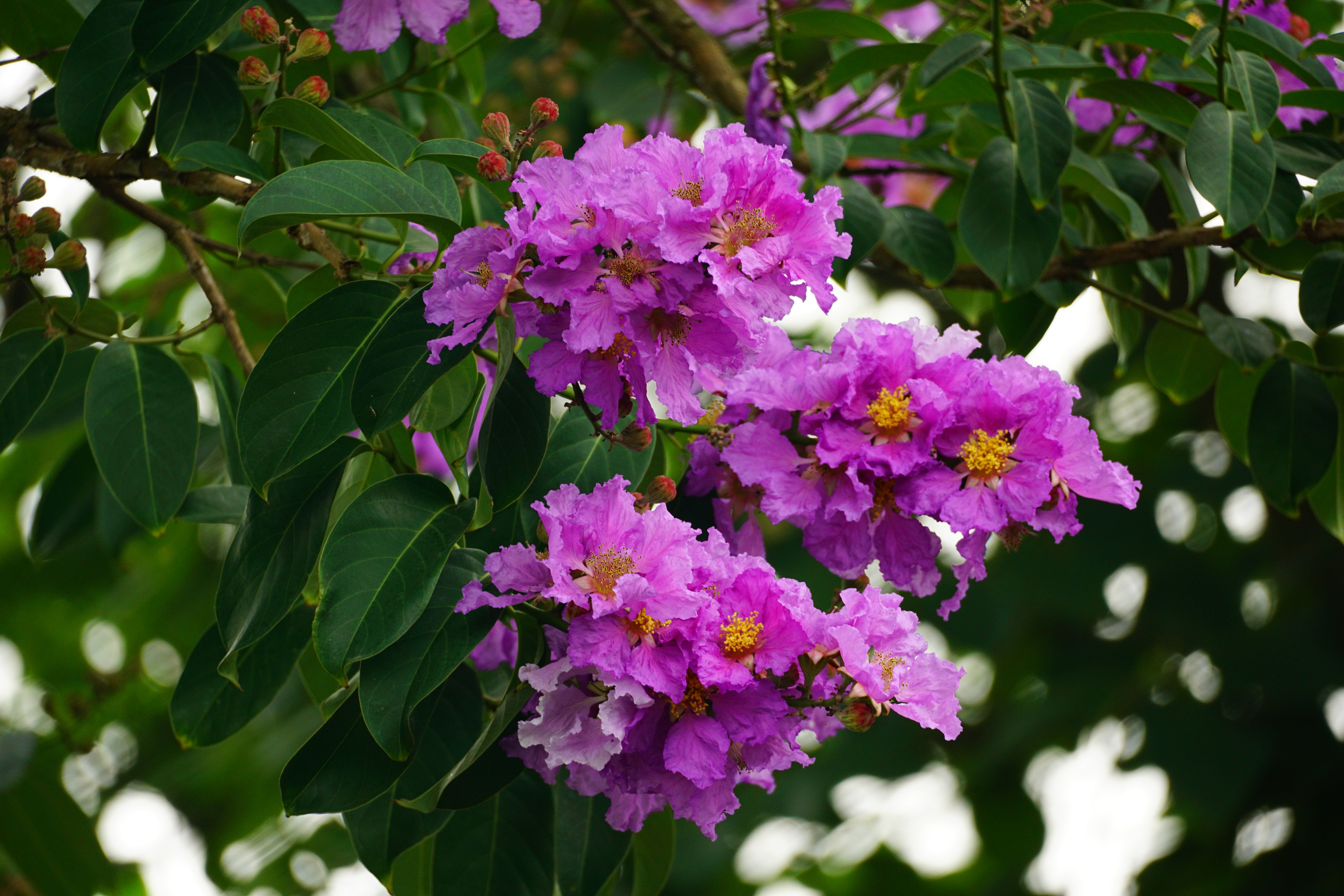 Blossoms of Crepe Myrtle in Spring · Free Stock Photo