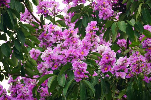 Free Bright pink crepe myrtle flowers in full bloom with lush green foliage under daylight. Stock Photo