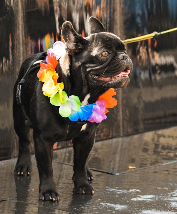 Free Adult Short-coated Black Dog Stock Photo