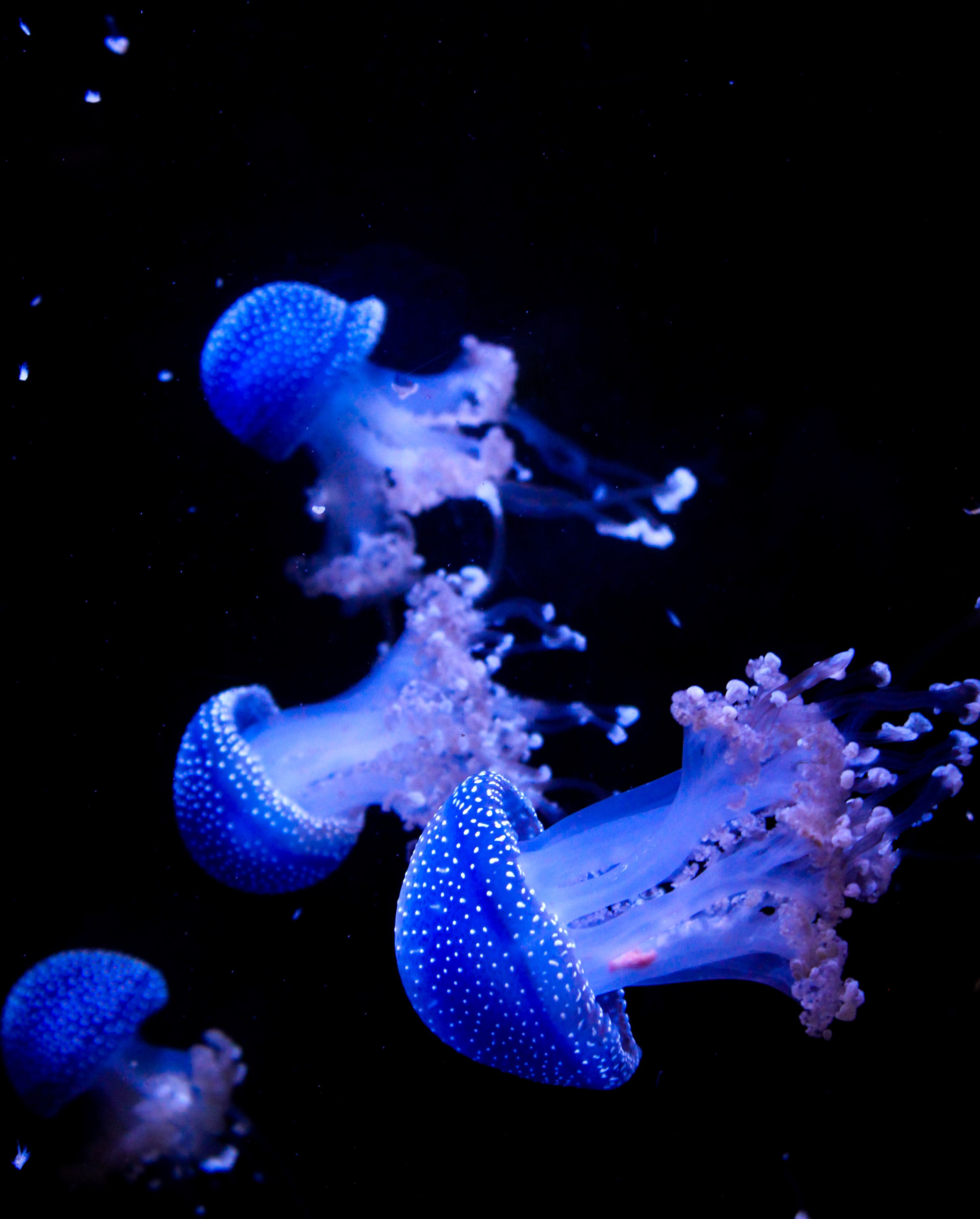 glowing blue bioluminescent jellyfish in dark water
